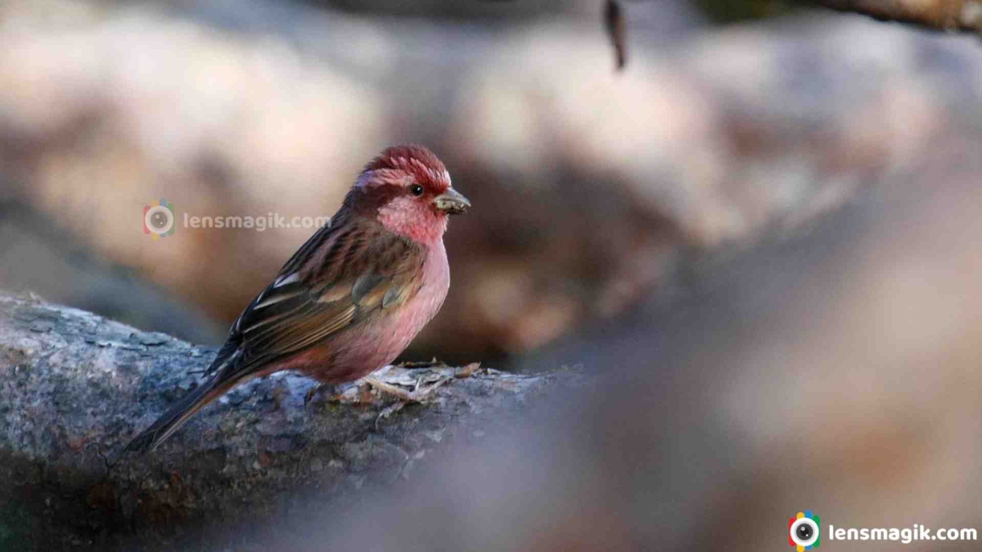 Pink-Browed Rose Finch: A Stunning Songbird of India