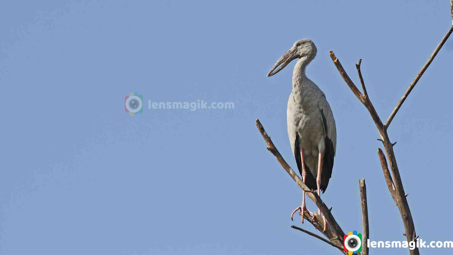 Unveiling the Asian Openbill Stork: A Bird with a Unique Beak