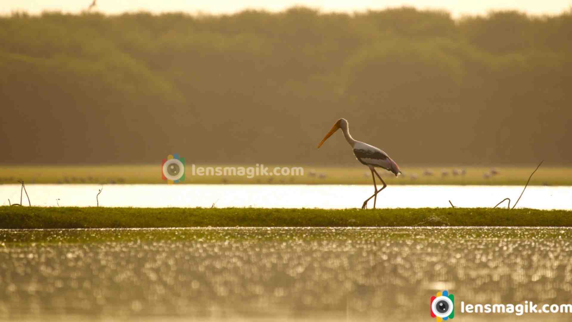 Painted Stork : A Splash of Color in the Indian Wetlands