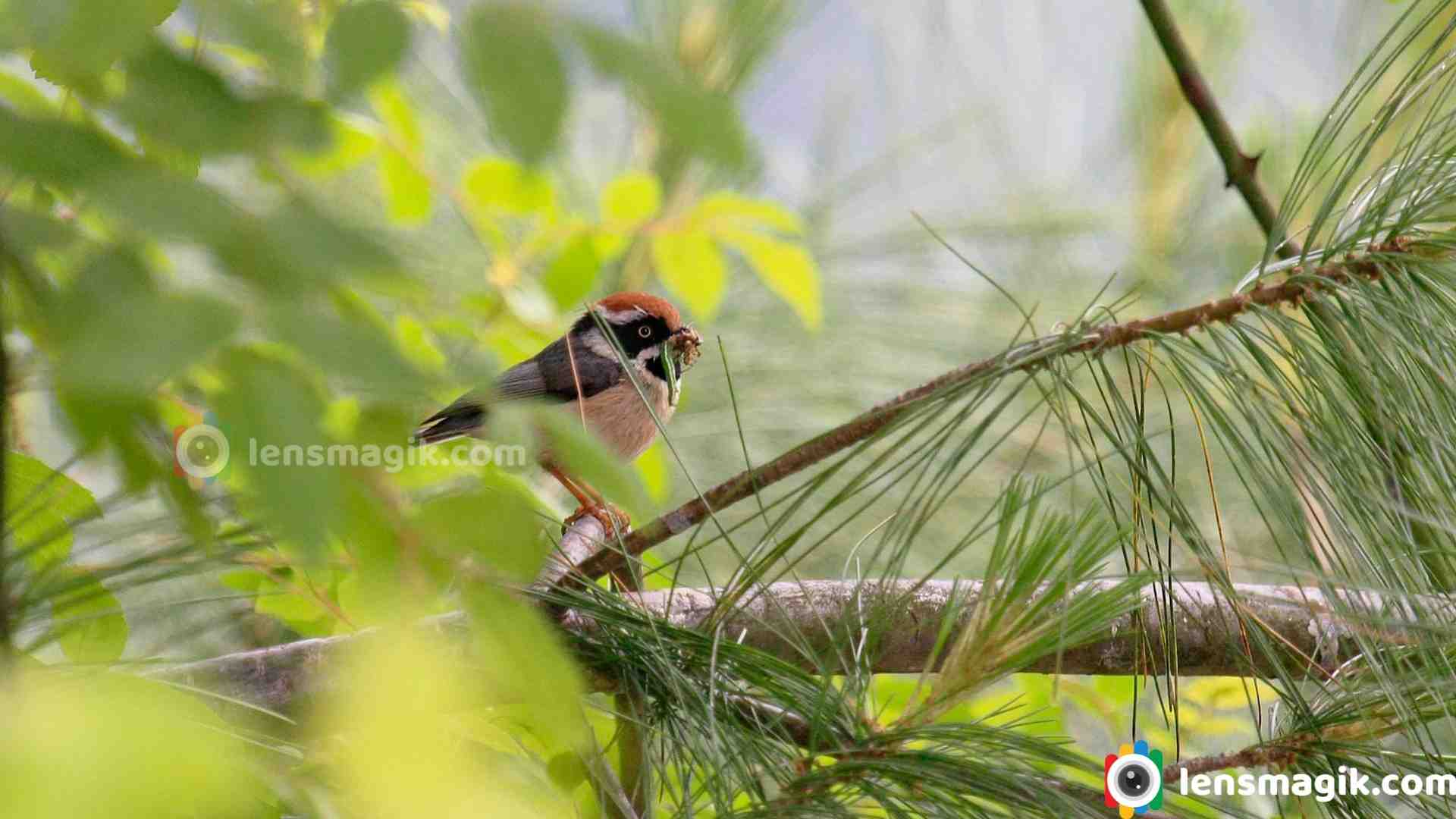 A Ball of Fluff with a Bandit Mask: Meet the Black-Throated Bushtit