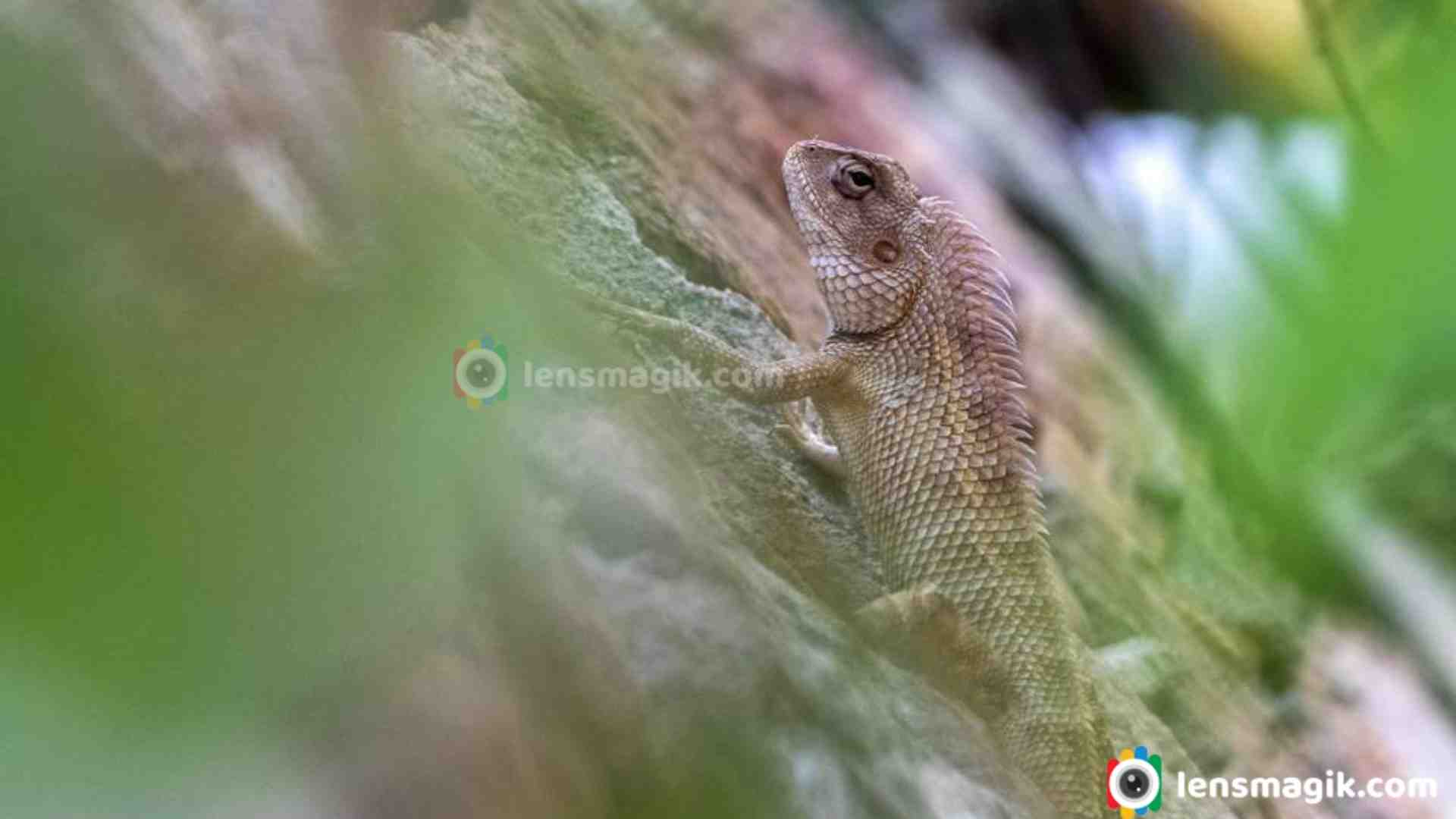 The Marvelous Multi-Moniker: A Look at the Indian Garden Lizard