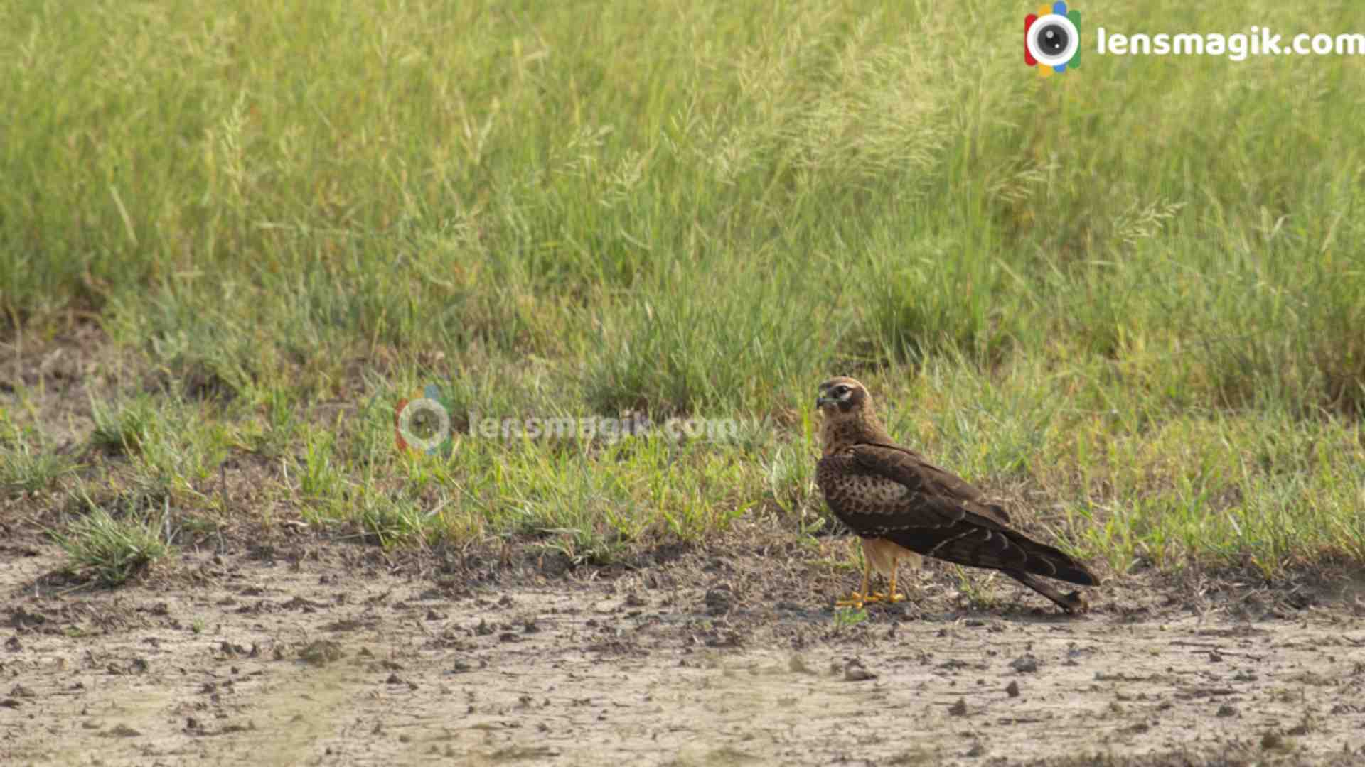 Montagu's Harrier | Velavadar Sanctuary