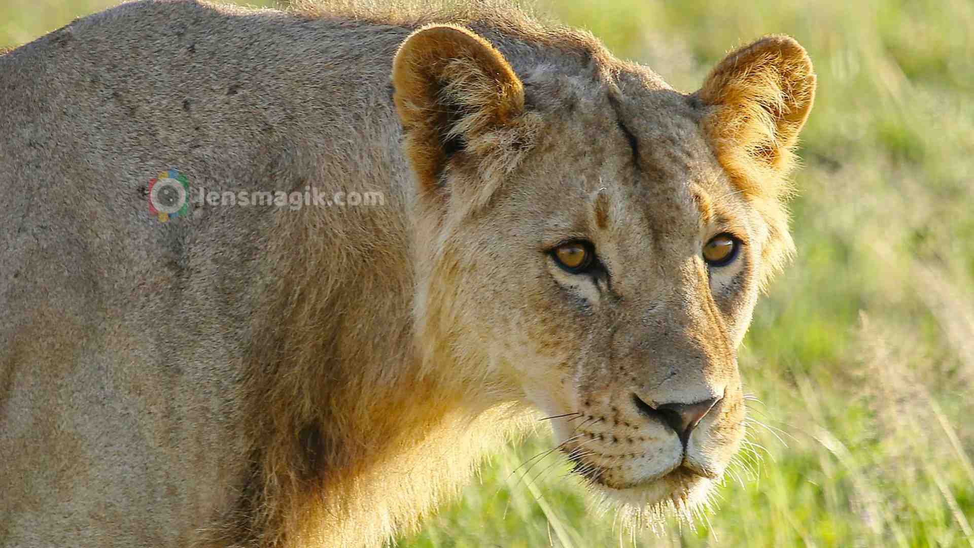 Kings of the Savannah : The Mighty African Lion