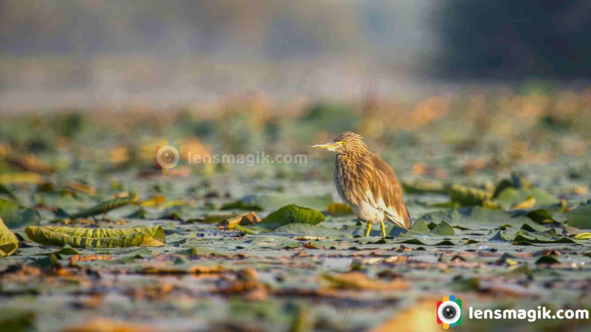 The Indian Pond Heron: A Common Bird with Uncommon Skills