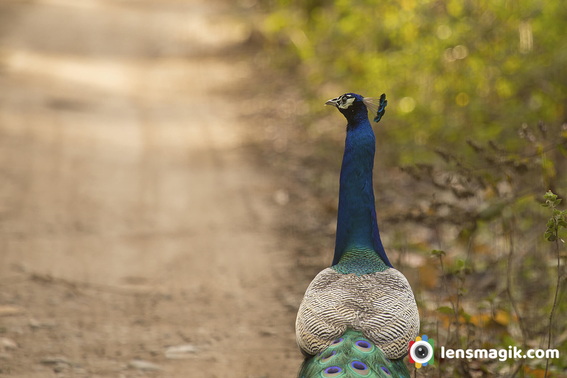 indian-peafowl-the-national-bird-of-india-lensmagik