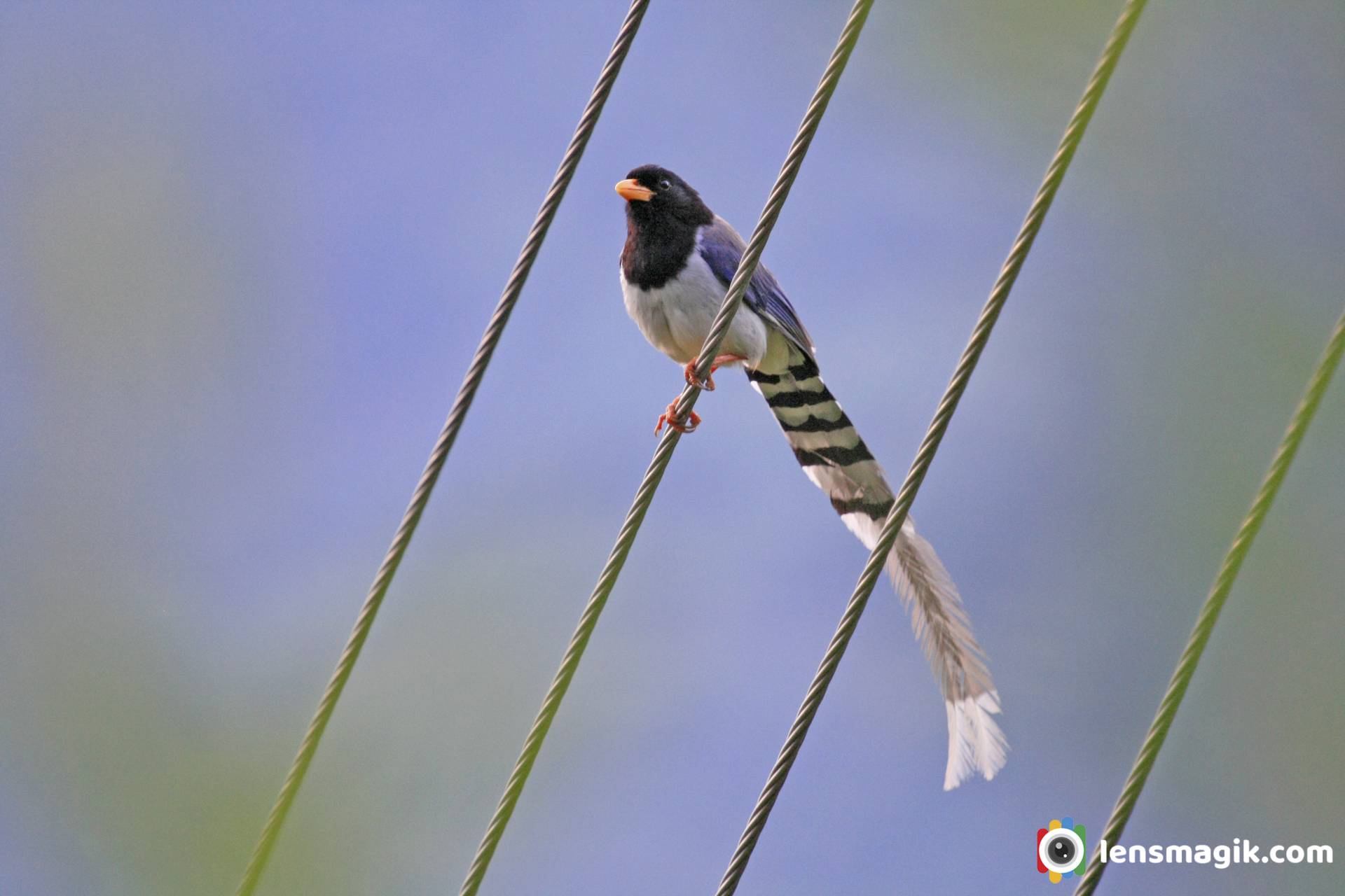 Yellow Billed Blue Magpie