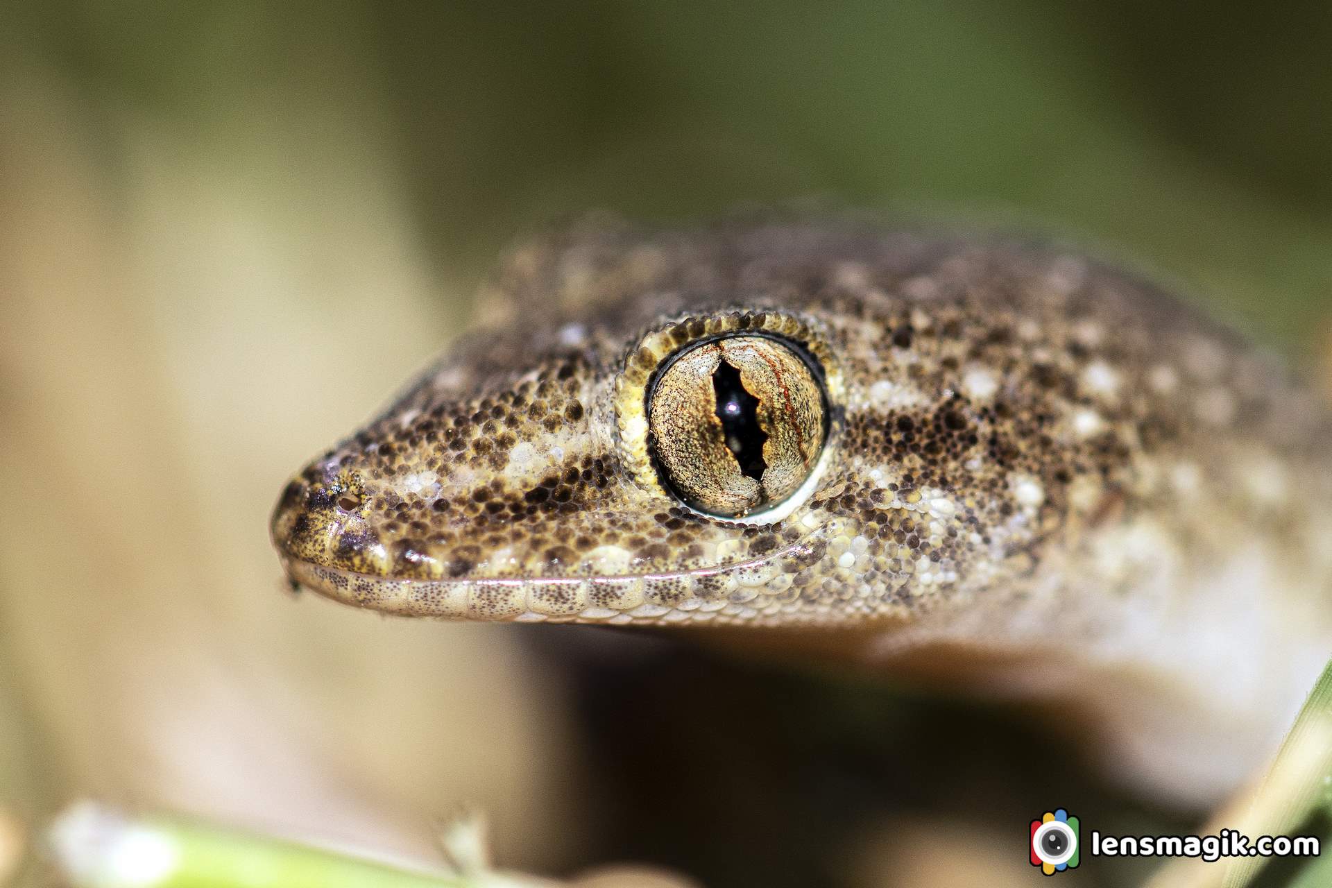 Leaf-Toed Gecko _ Endemic Lizard | Lensmagik.com