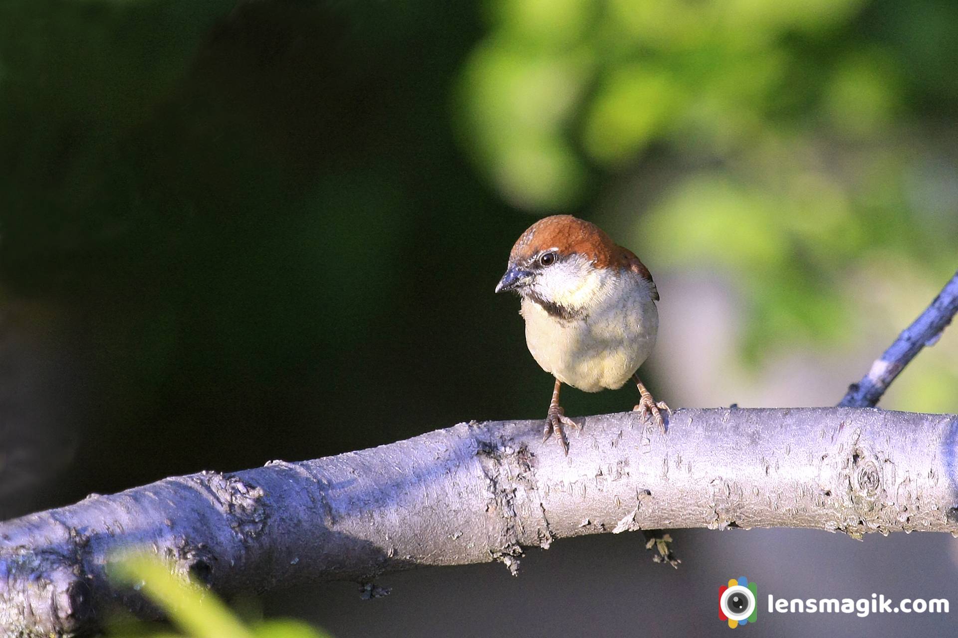 Russet Sparrow _ Himalayan Bird | Lensmagik.com